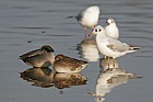 Anas crecca Teal gulls lapwing