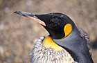 Aptenodytes patagonicus King Penguins