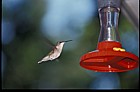 Archilochus colubris Ruby throated hummingbird female Jay Adirondacks New York