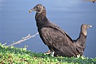 Coragyps atratus Black vultures in Everglades Florida