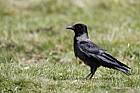 Corvus cornix Hooded crow