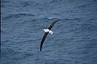 Diomedea epomophora Royal albatross in flight Otago peninsula