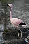 Phoenicopterus andinus Andean Flamingo (?)
