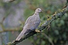 Streptopelia decaocto Collared dove young
