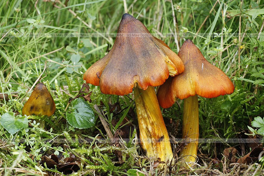 Hygrocybe  Waxcaps.  Brightly coloured mushrooms with a waxy feel.  In UK usually found in grassland although in other parts of the world they can also be found in woodland