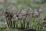 Mycena  small bell shaped mushrooms usually with a long thin stem often found on rotting wood or leaf litter.