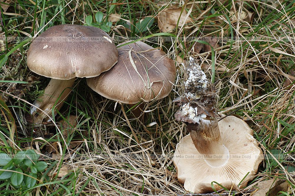 Tricholoma  Knights.  Usually white or pale coloured gills medium sized.  May have distinctive smell.  May have distinctive scaly or hairy caps.