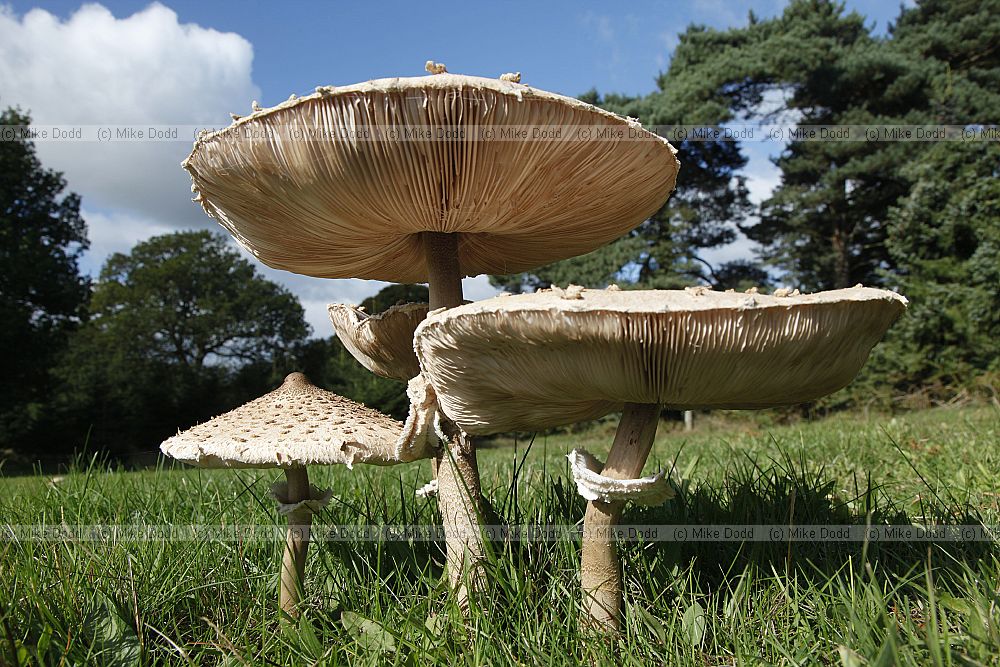 Lepiota  Parasols.  Distinctive elegant shape have scales on the cap and ring on the stem.  Gills white.