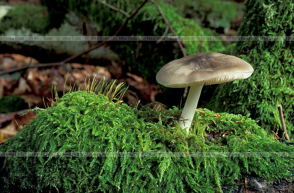 Types Fungi