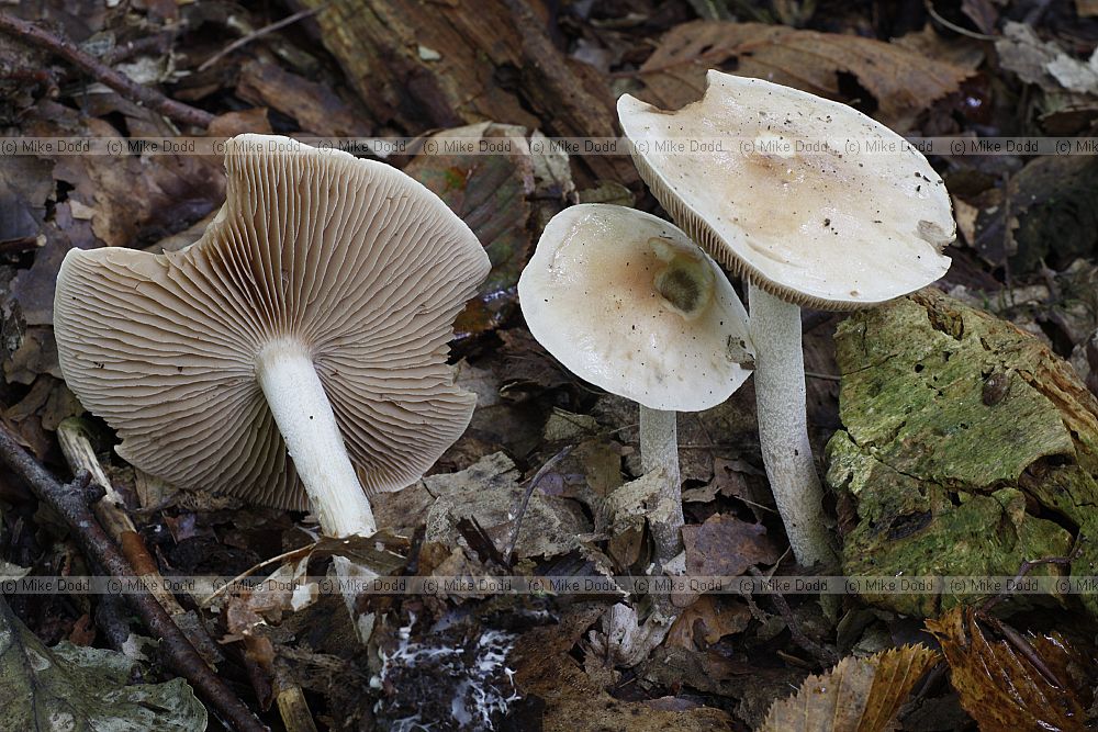 Hebeloma  Poisonpie.  Caps often slimy and dull cream coloured.  Gills clay coloured.