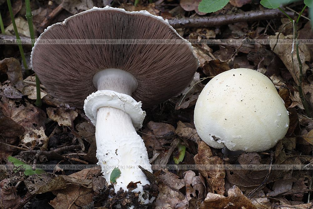Agaricus  Generally look like the common cultivated mushroom you see in supermarkets but can have white or brownish or scaly caps.  Look out for colour changes when flesh or stem is damaged.
