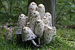 Coprinus  inkcaps.  Flimsy fungi that easily fall apart and rapidly deliquesce turning the gills into black ink.