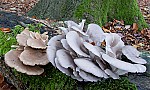 Pleurotus  oyster. Sometimes sold in supermarkets. Shell like cap with gills below growing on wood.