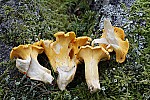 Chantharellus  chantarelles.  They have folds below the cap rather than true gills.