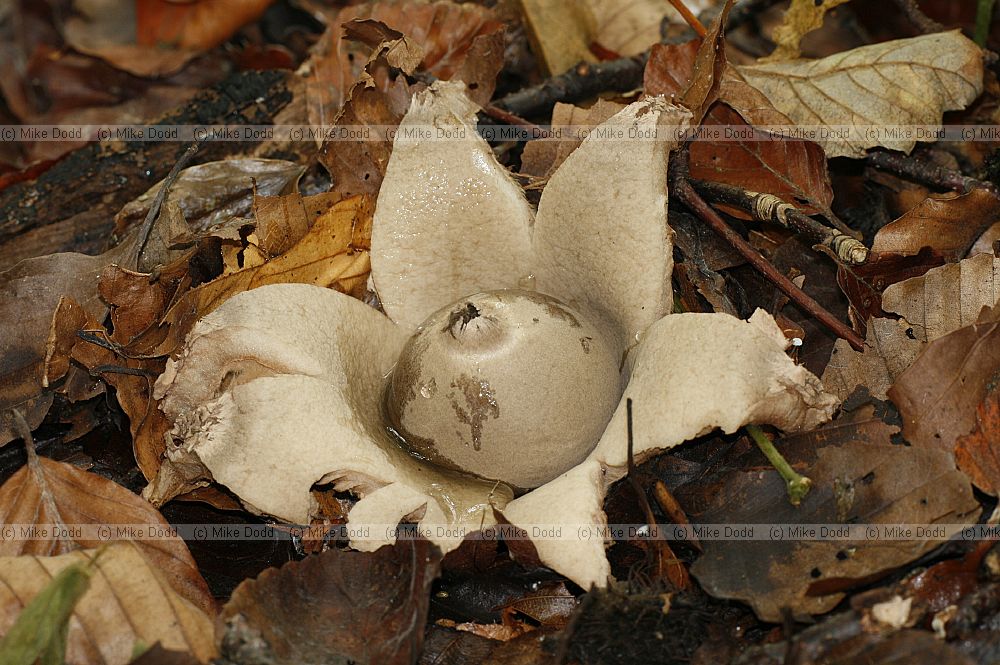 Earth stars  similar to puffballs except ball surrounded by star shaped structure that opens.