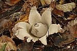 Earth stars  similar to puffballs except ball surrounded by star shaped structure that opens.