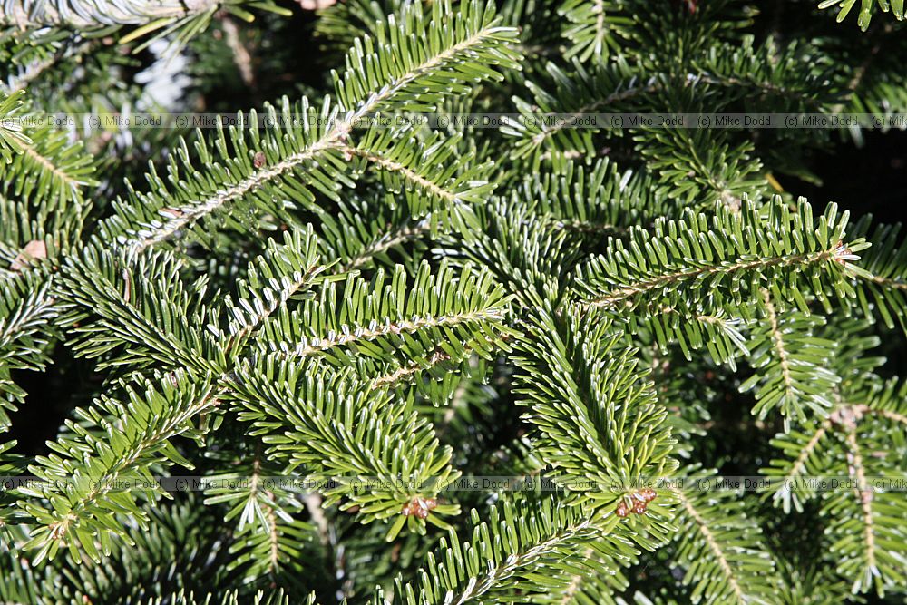 Abies fraseri Fraser Fir grown as christmas trees