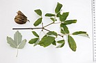 Acer griseum Paper-bark Maple