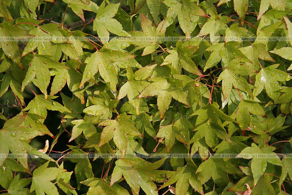 Acer palmatum Japanese maple leaves