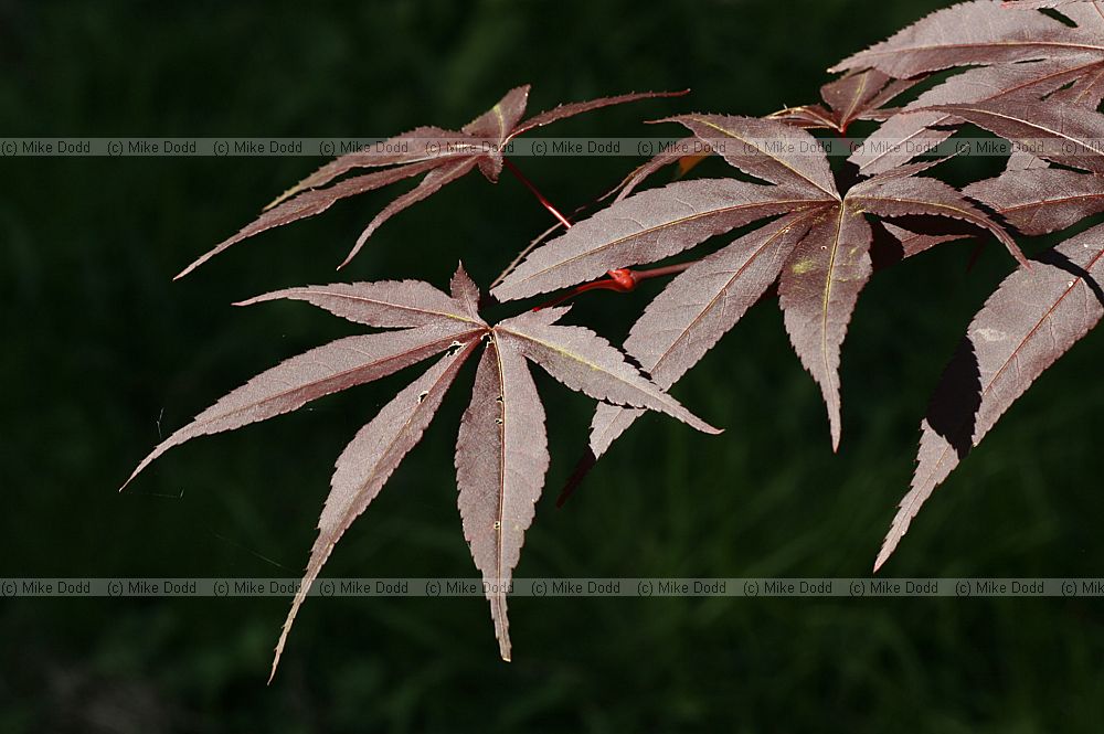 Acer palmatum 'Emperor I'