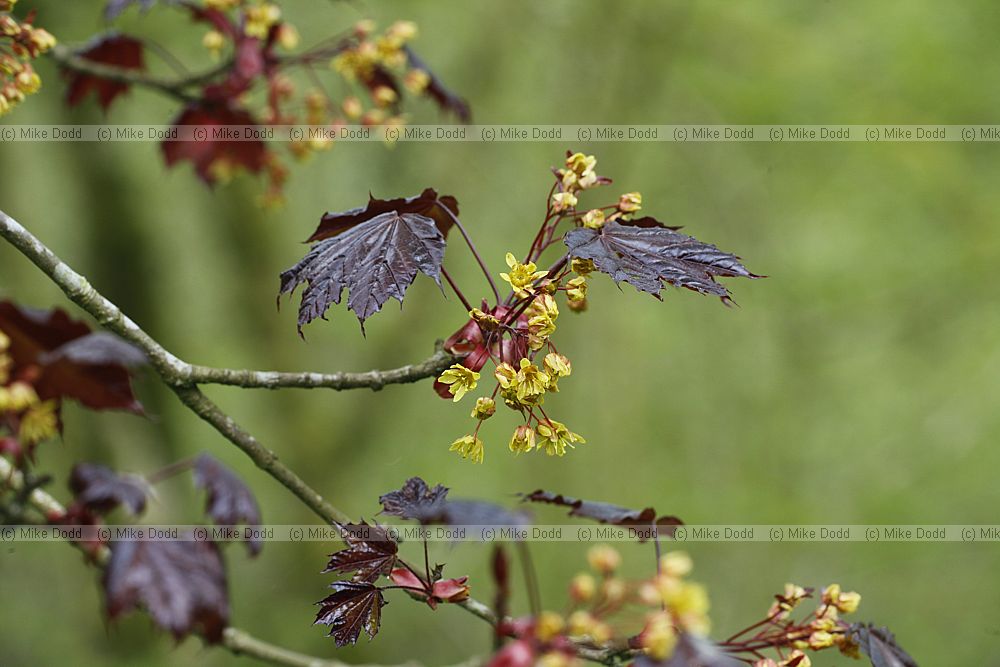 Acer platanoides 'Faassen's Black'
