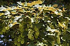 Acer pseudoplatanus 'Atropurpureum' Purple-leaved Sycamore