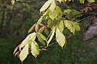 Aesculus x neglecta 'Erythroblastos' Sunshine horse chestnut