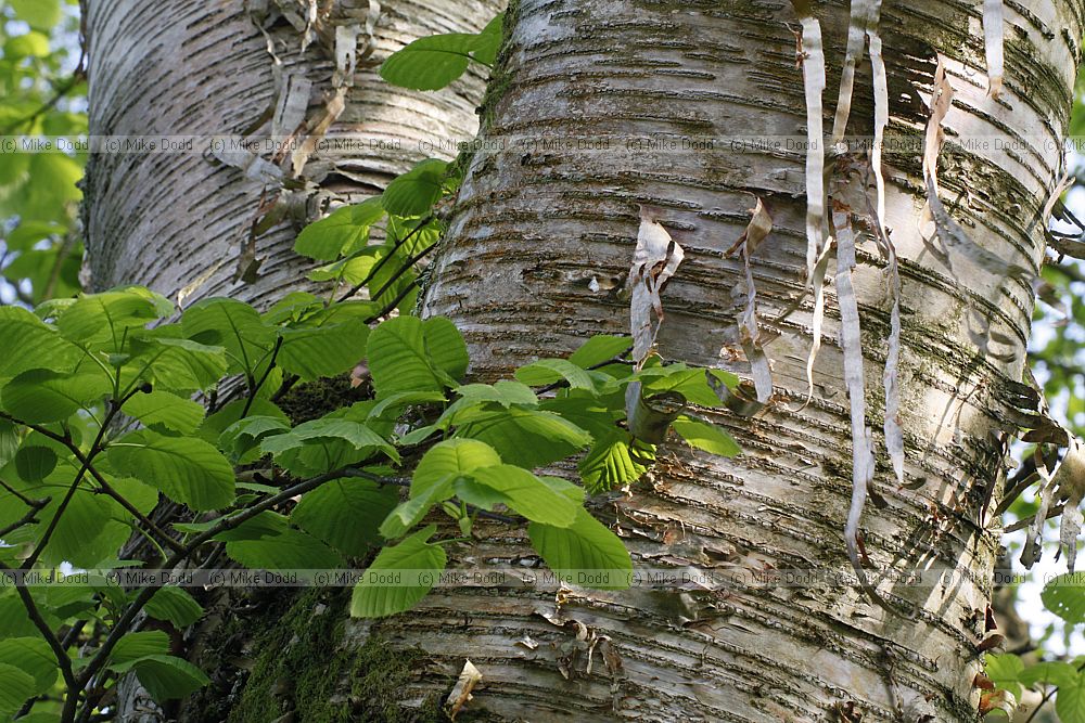 Betula maximowicziana Monarch birch