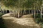 Path going through plantation of birch trees with very white bark