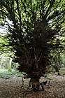 Carpinus betulus Hornbeam