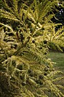 Cryptomaria japonica 'Aurea' Japanese Cedar cv