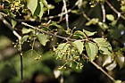 Euonymus sanguineus Spindle Tree