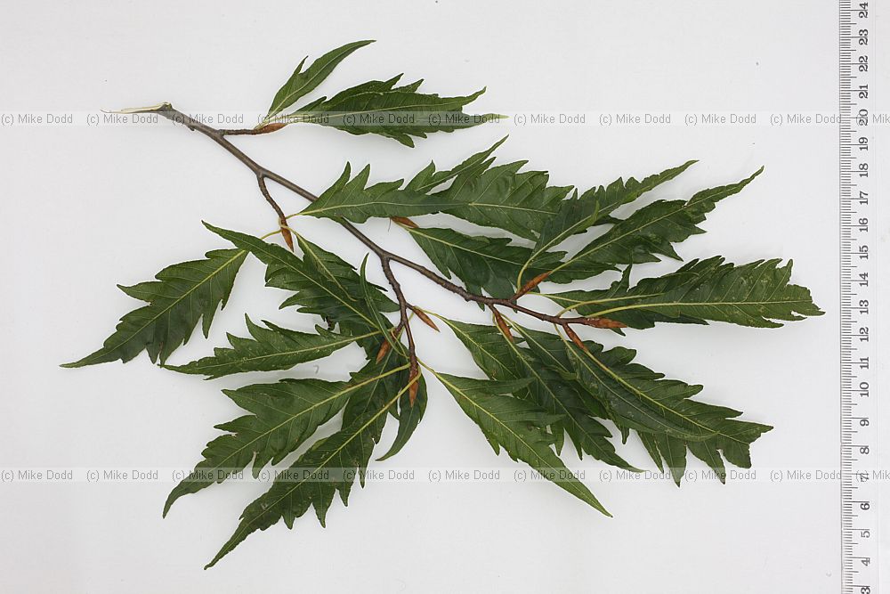 Fagus sylvatica 'Aspleniifolia' Fern-leaved Beech