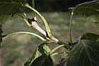 Fraxinus excelsior diversifolia Single-leaved Ash