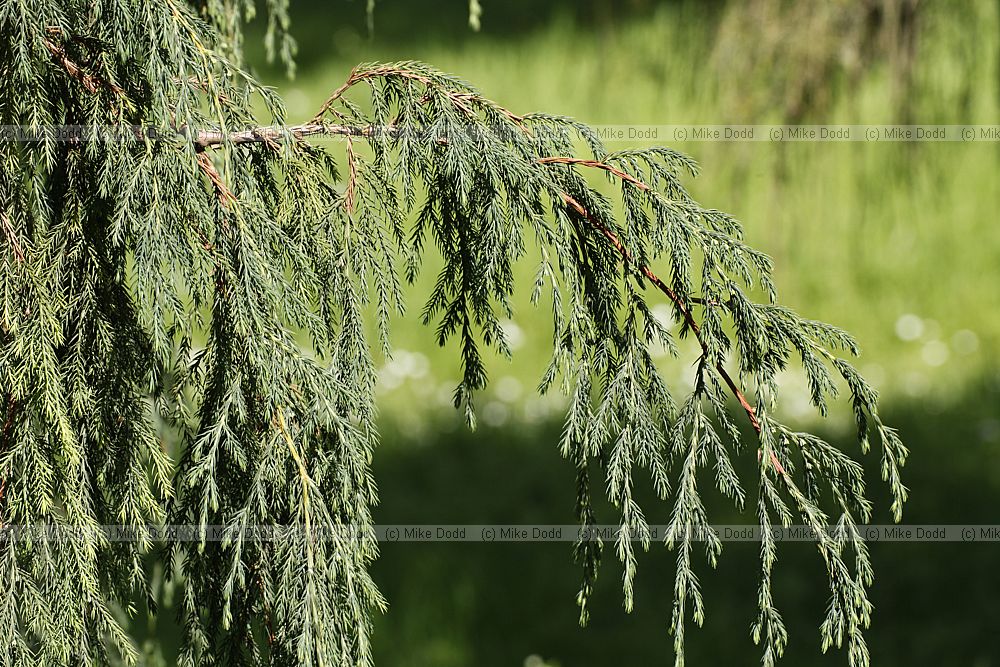 Juniperus coxii