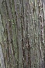 Juniperus rigida Temple Juniper