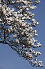 Magnolia x veitchii 'Isca'