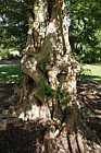 Metasequoia glyptostroboides Dawn Redwood
