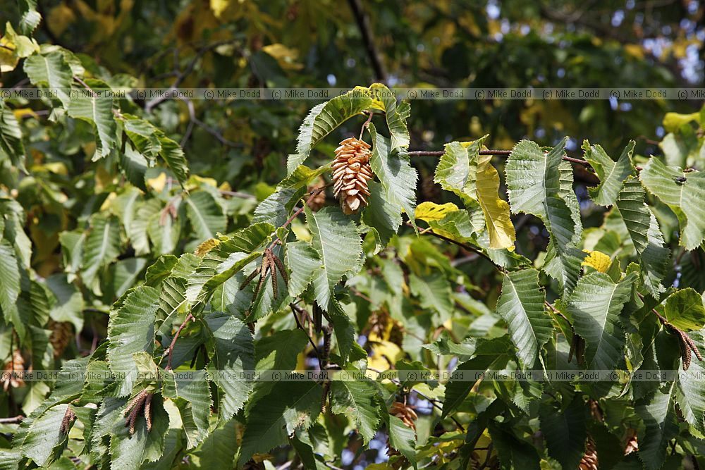 Ostrya carpinifolia Hop hornbeam