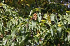 Ostrya carpinifolia Hop hornbeam