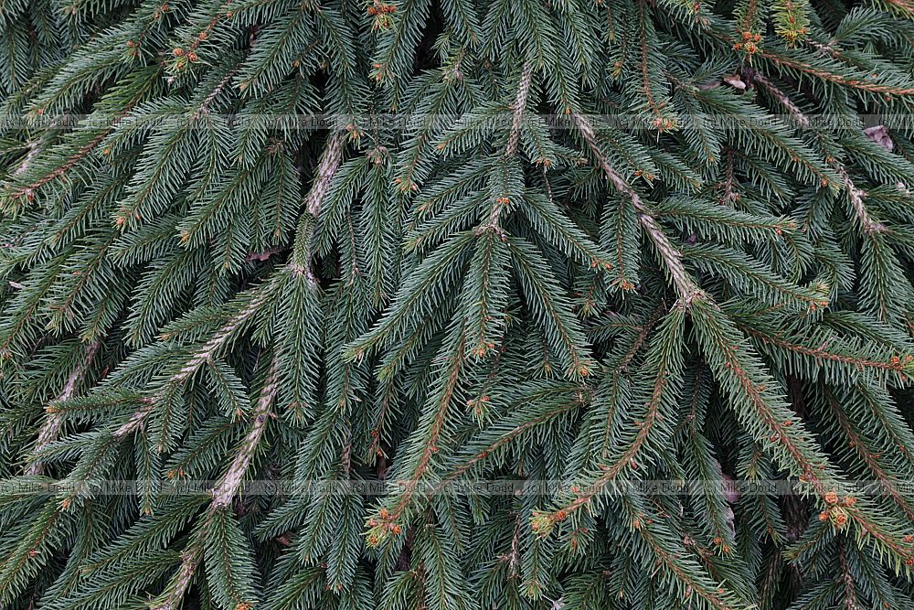 Picea abies 'Reflexa' Weeping Norway Spruce