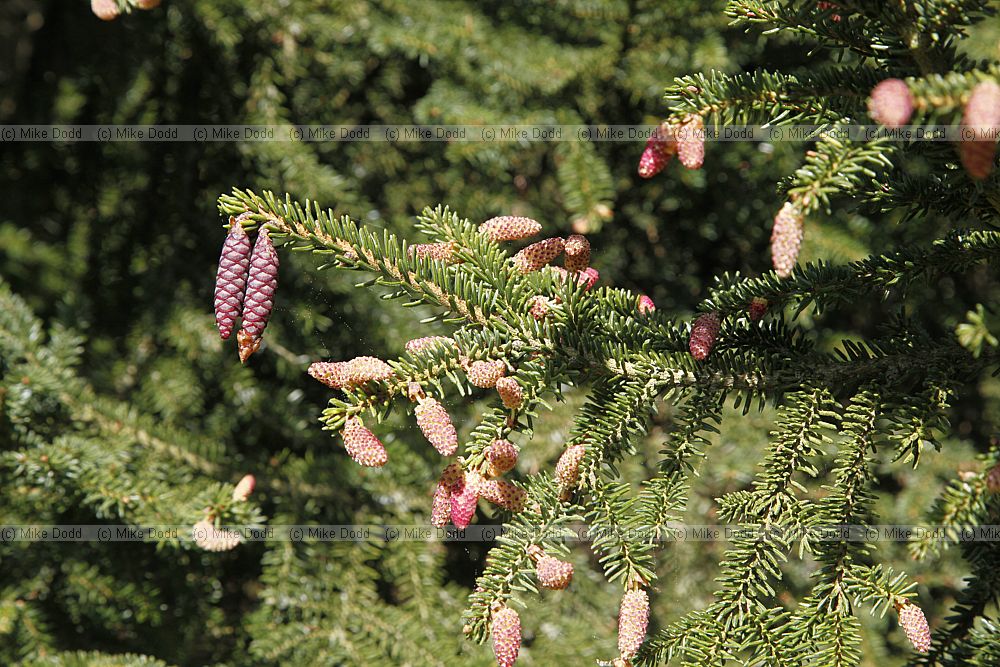 Picea orientalis Oriental spruce