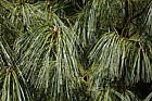 Pinus armandii var armandii Armands Pine