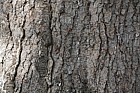 Pinus ayacahuite