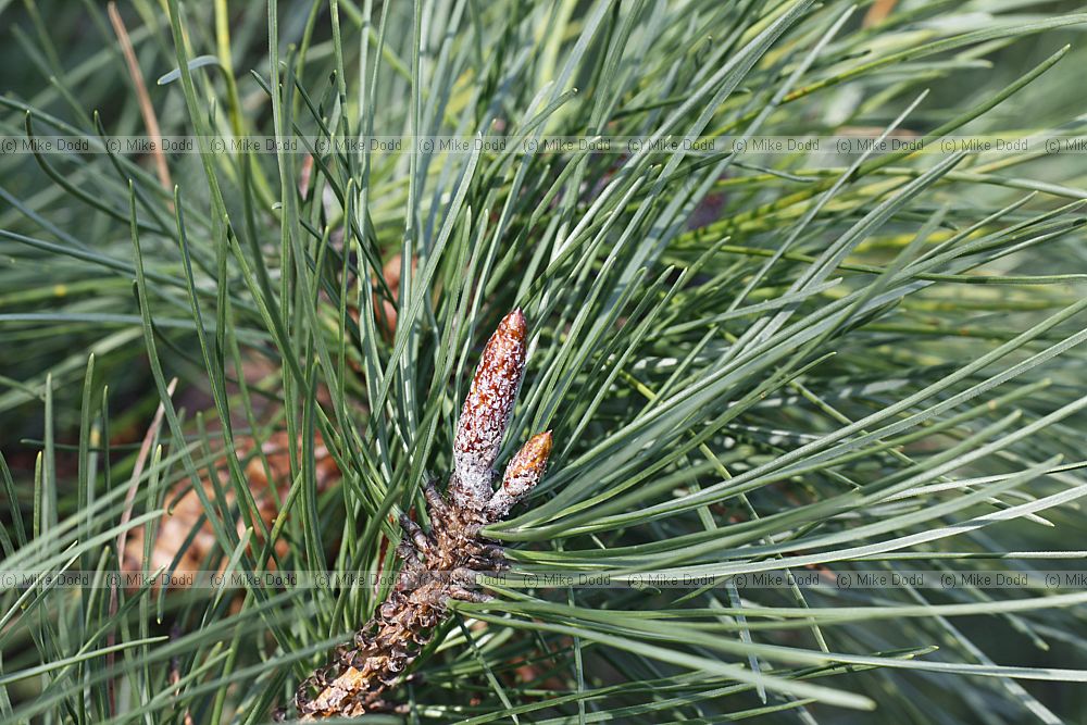 Pinus muricata Bishop Pine
