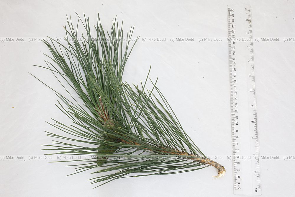 Pinus nigra subsp nigra Austrian Pine (?)