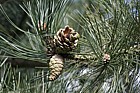 Pinus nigra ssp pallasiana Crimean pine