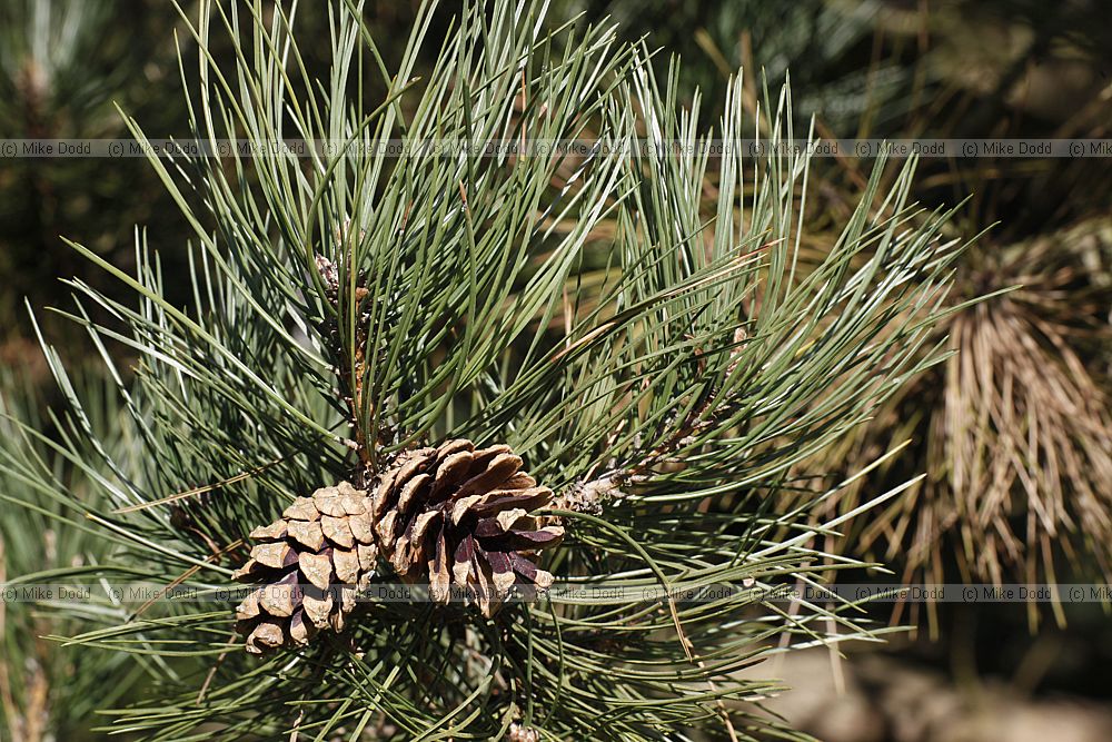 Pinus nigra ssp pallasiana Crimean Pine