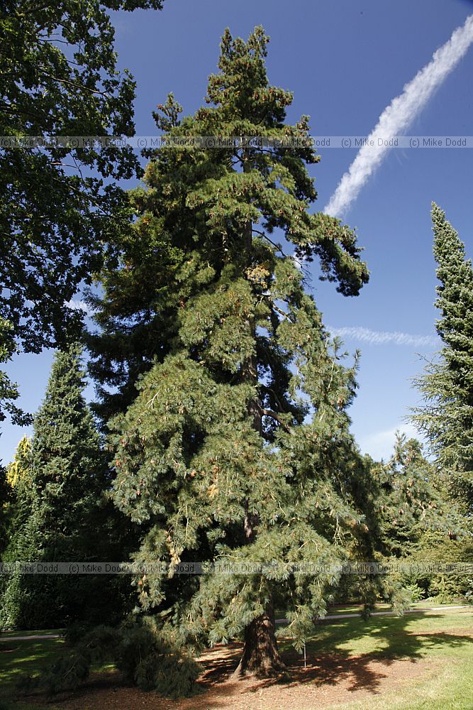 Pinus peuce Macedonian Pine