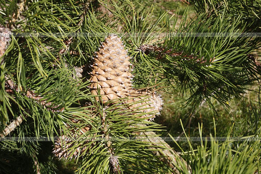 Pinus pungens Table Mountain Pine